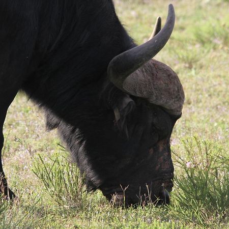 Indalu Game Reserve Boggomsbaai Exteriör bild