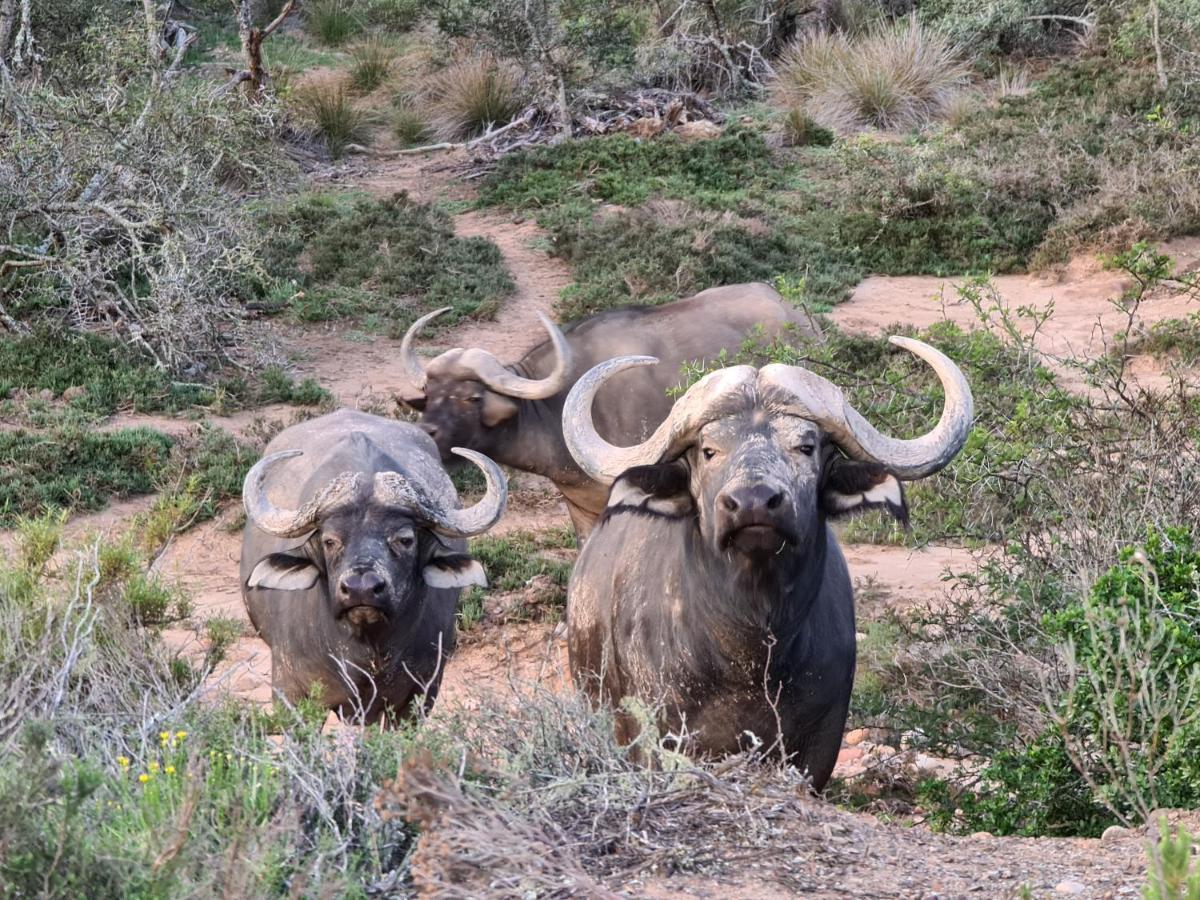 Indalu Game Reserve Boggomsbaai Exteriör bild