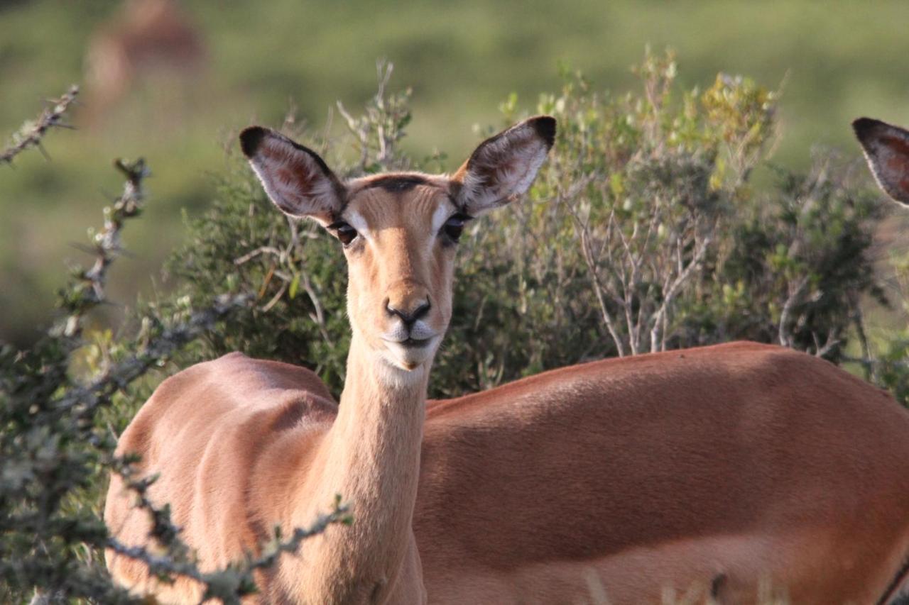 Indalu Game Reserve Boggomsbaai Exteriör bild