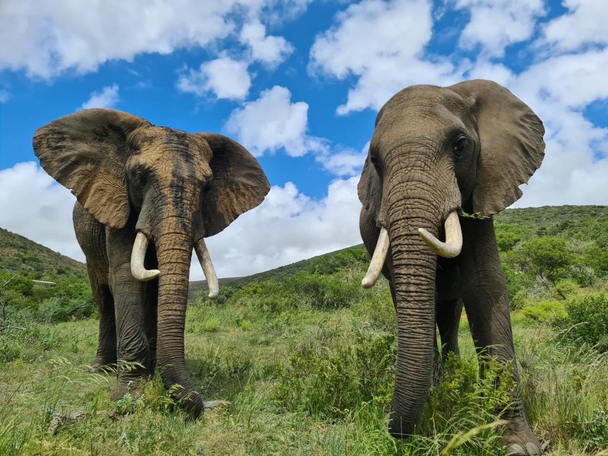 Indalu Game Reserve Boggomsbaai Exteriör bild