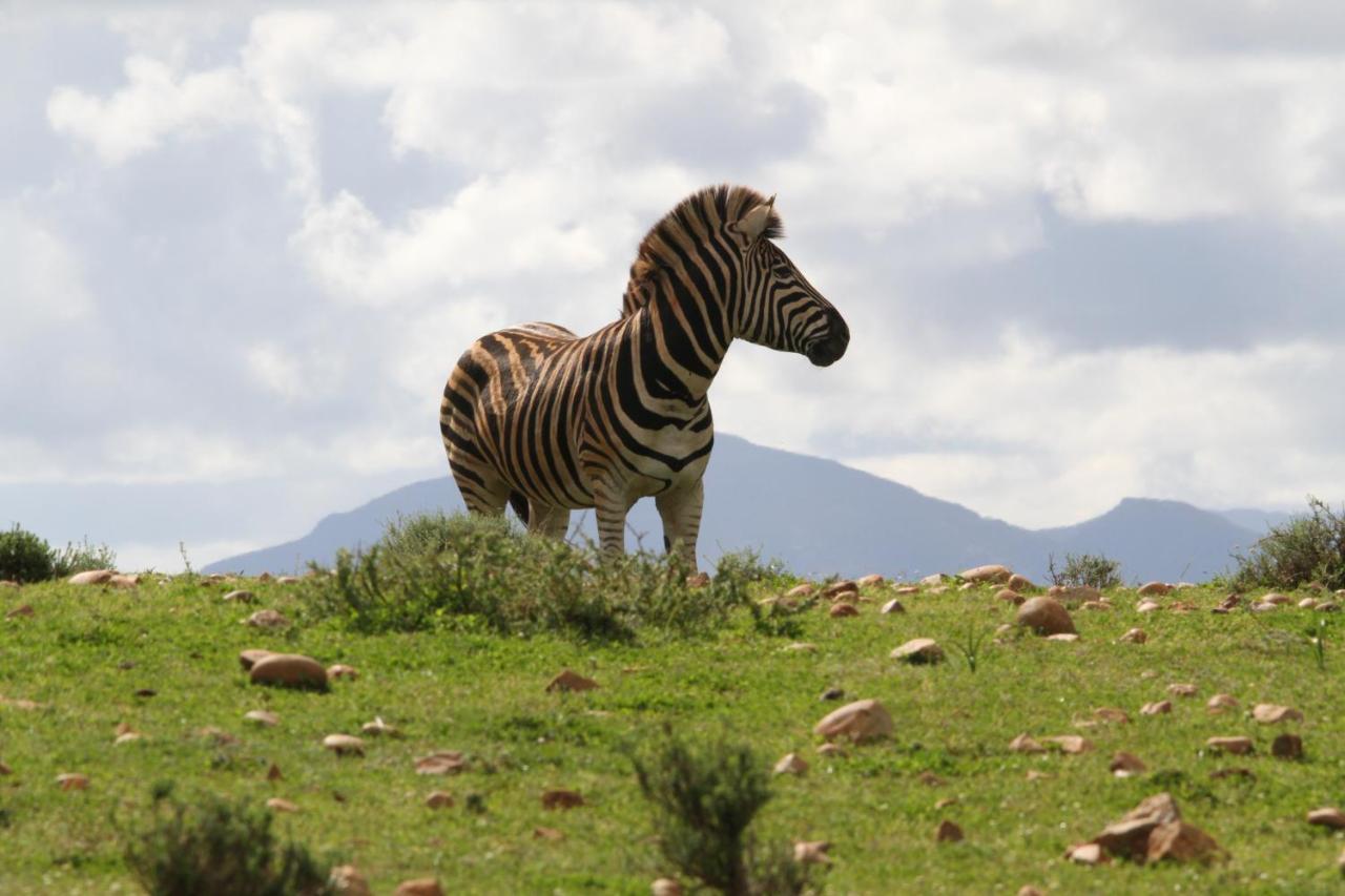 Indalu Game Reserve Boggomsbaai Exteriör bild