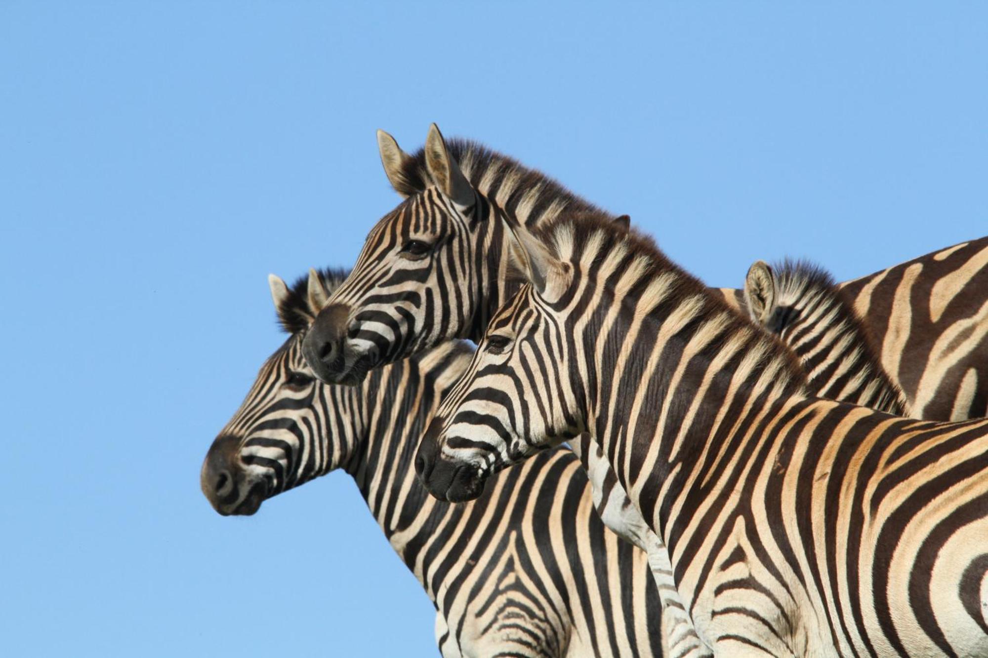Indalu Game Reserve Boggomsbaai Exteriör bild