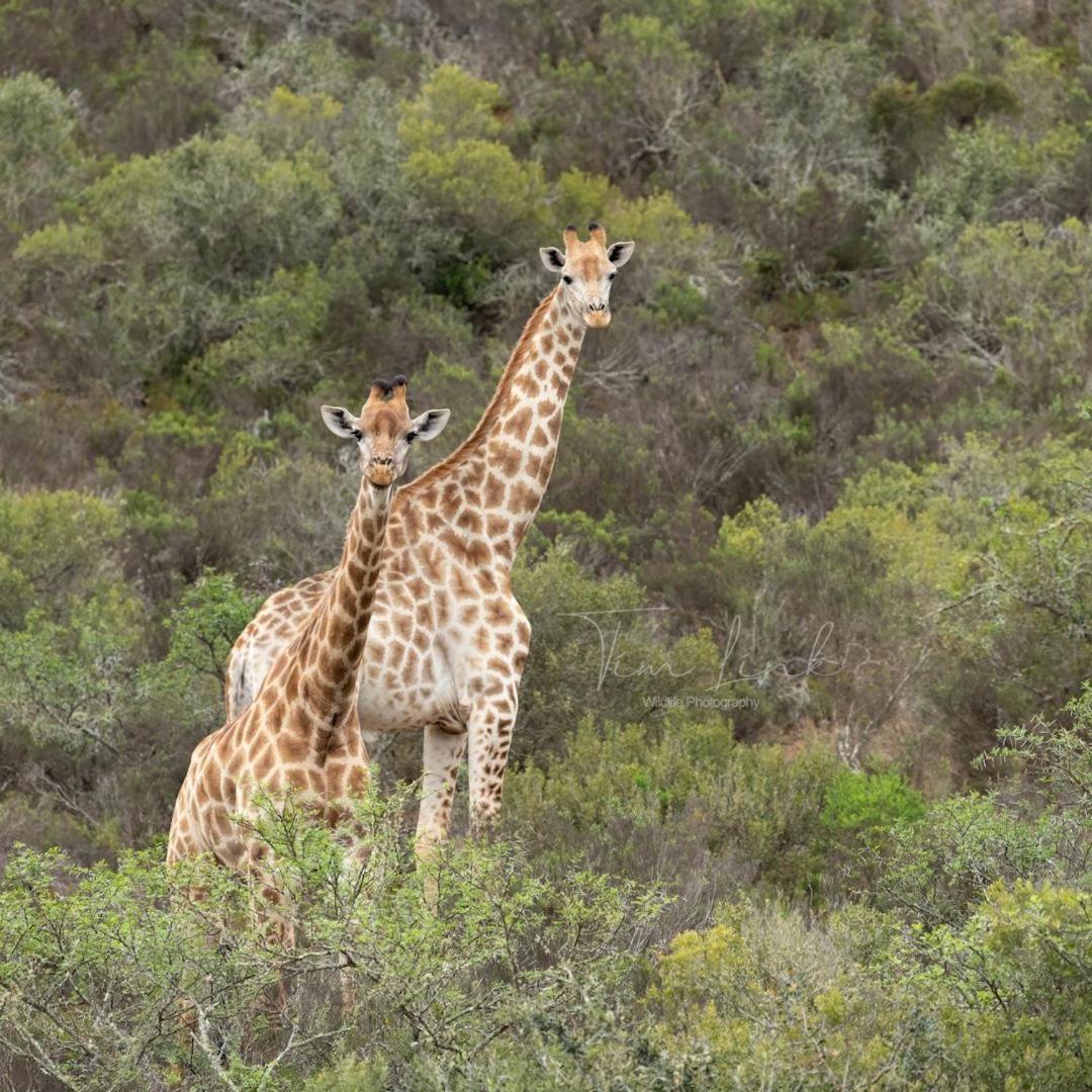 Indalu Game Reserve Boggomsbaai Exteriör bild