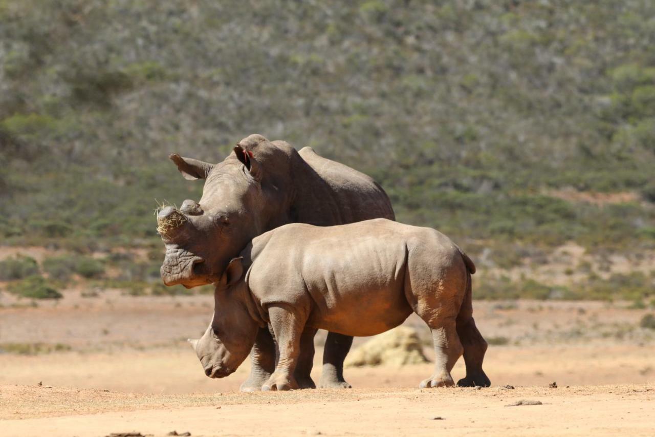 Indalu Game Reserve Boggomsbaai Exteriör bild